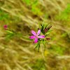 OEILLET ARMERIA. Forêt d' Orléans. FABRICE GODET